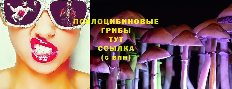 Псилоцибиновые грибы Psilocybe  shop клад  Перевоз 